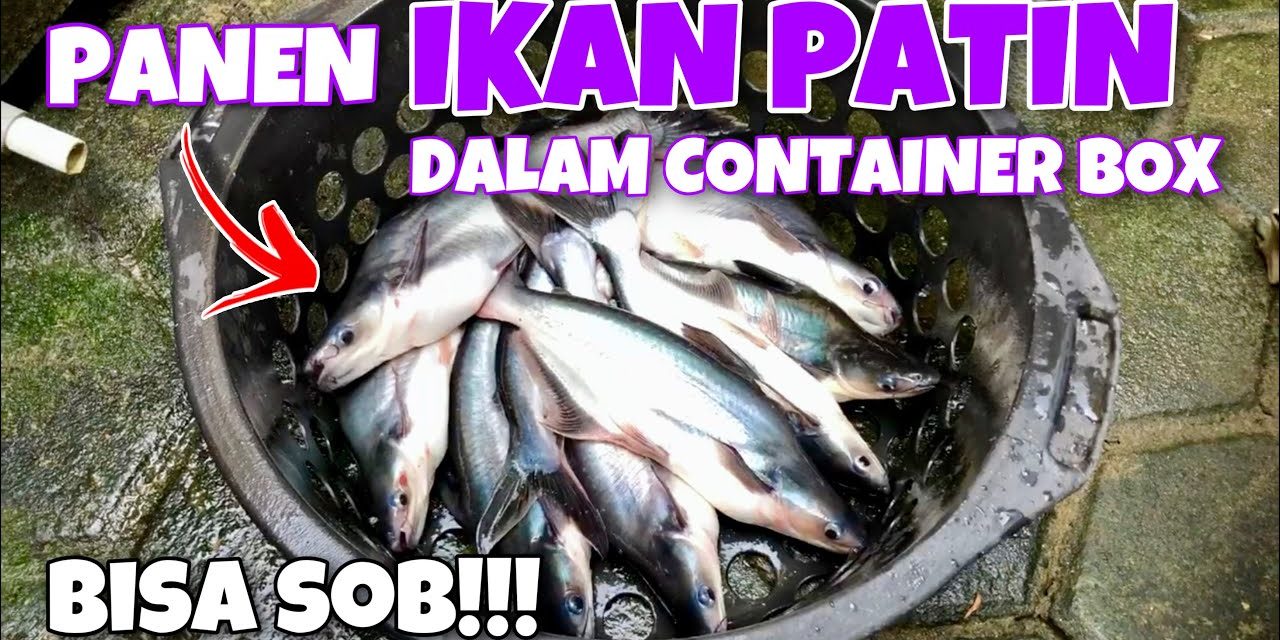 Ikan Patin Di Ember: Solusi Budidaya Modal Kecil Dan Praktis