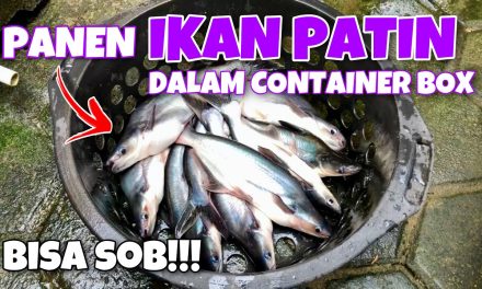 Ikan Patin Di Ember: Solusi Budidaya Modal Kecil Dan Praktis