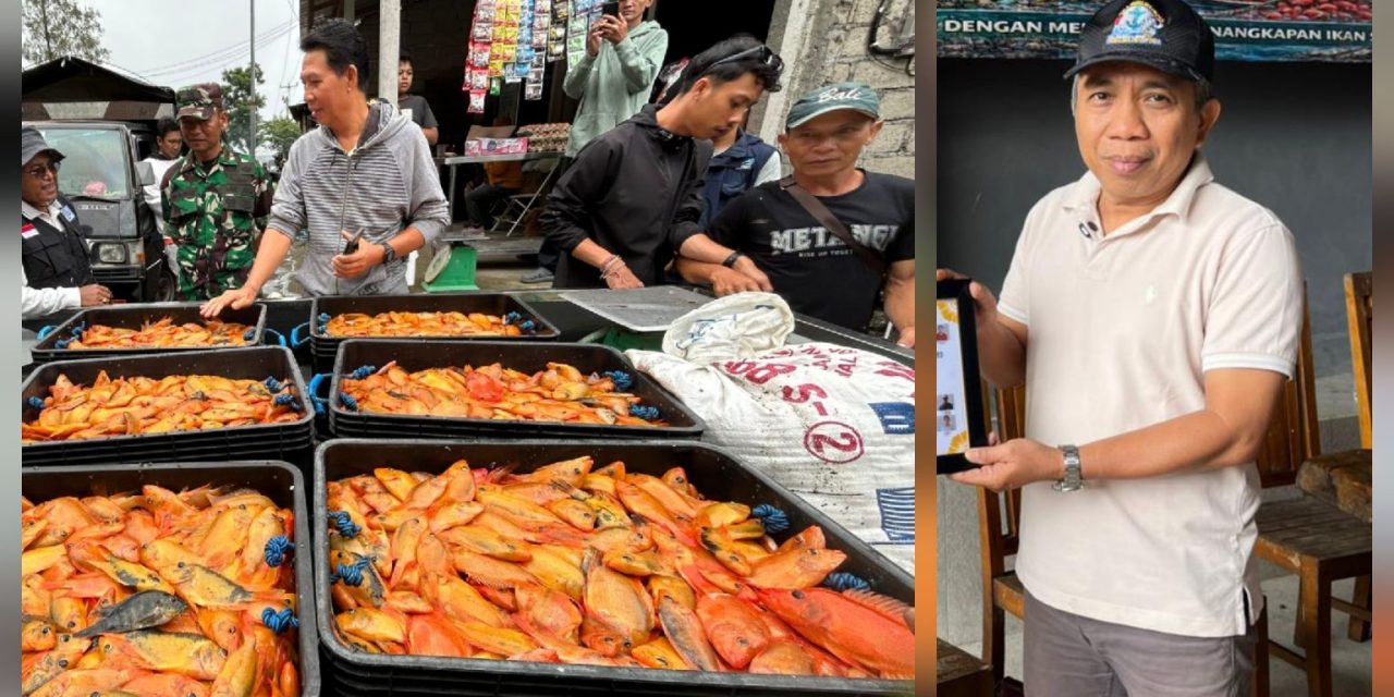 Strategi Baru Jaga Danau Batur: Red Devil Di Olah Produktif