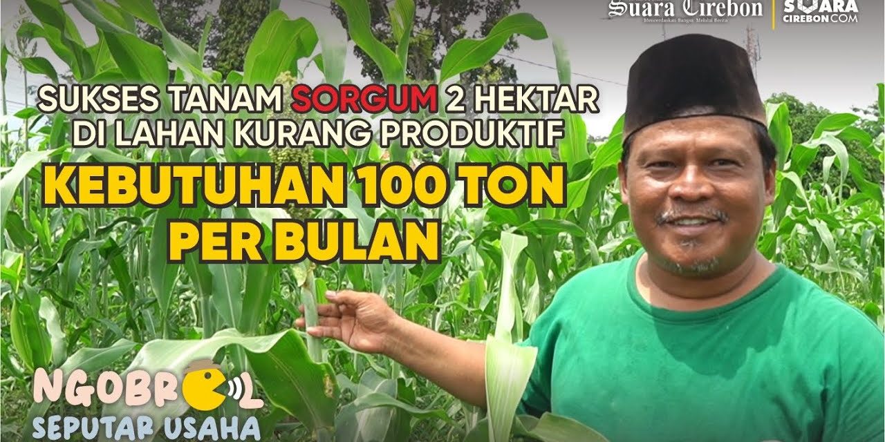 Pengembangan Sorgum Masif, Kementan Andalkan Benih Cirebon