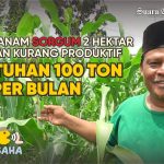 Pengembangan Sorgum Masif, Kementan Andalkan Benih Cirebon