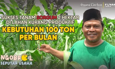 Pengembangan Sorgum Masif, Kementan Andalkan Benih Cirebon