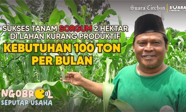 Pengembangan Sorgum Masif, Kementan Andalkan Benih Cirebon