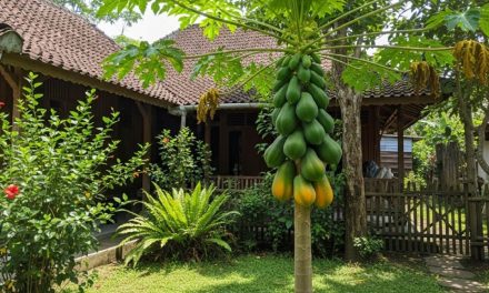 Pilih Yang Tepat! Jenis Pepaya Dengan Akar Lembut