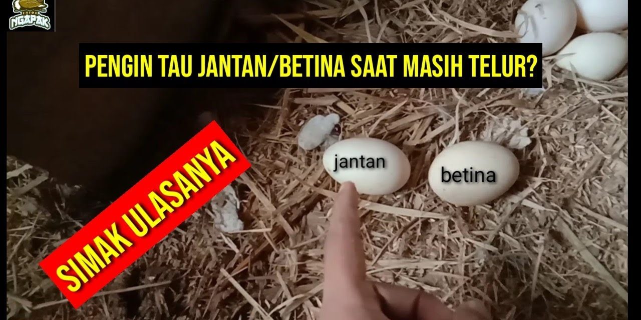 Peternak Pemula Wajib Tahu! Cara Memilih Telur Tetas Yang Bagus