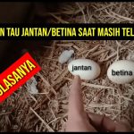 Peternak Pemula Wajib Tahu! Cara Memilih Telur Tetas Yang Bagus