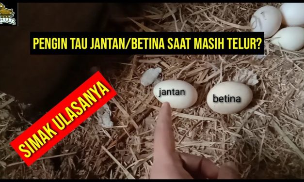 Peternak Pemula Wajib Tahu! Cara Memilih Telur Tetas Yang Bagus