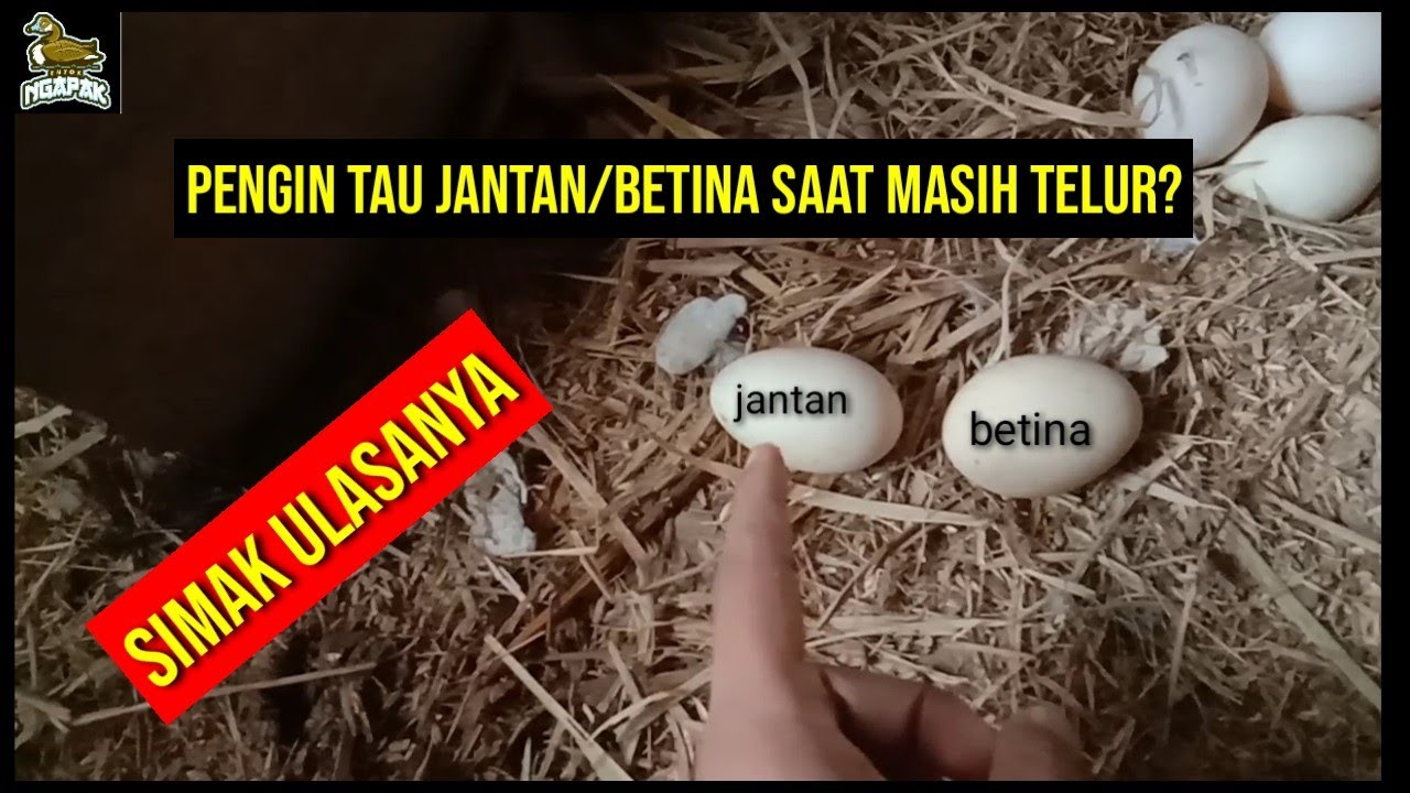 Peternak Pemula Wajib Tahu