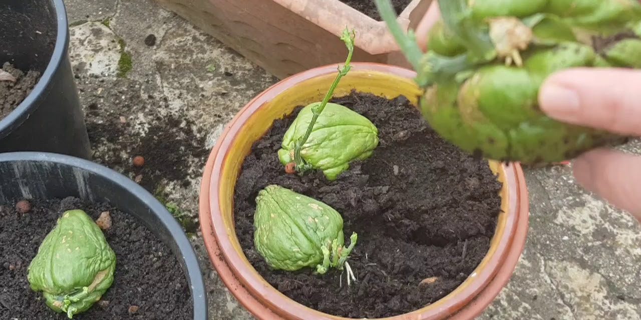 Rahasia Menanam Labu Siam Di Pot Kecil Agar Cepat Panen