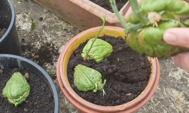 Rahasia Menanam Labu Siam Di Pot Kecil Agar Cepat Panen