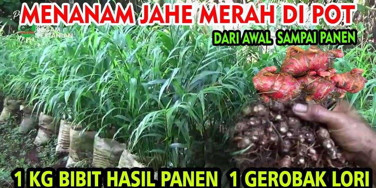 Cara Menanam Jahe Merah Di Polybag, Ide Berkebun Di Rumah