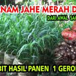 Cara Menanam Jahe Merah Di Polybag, Ide Berkebun Di Rumah