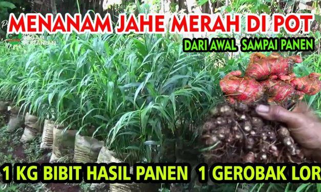 Cara Menanam Jahe Merah Di Polybag, Ide Berkebun Di Rumah