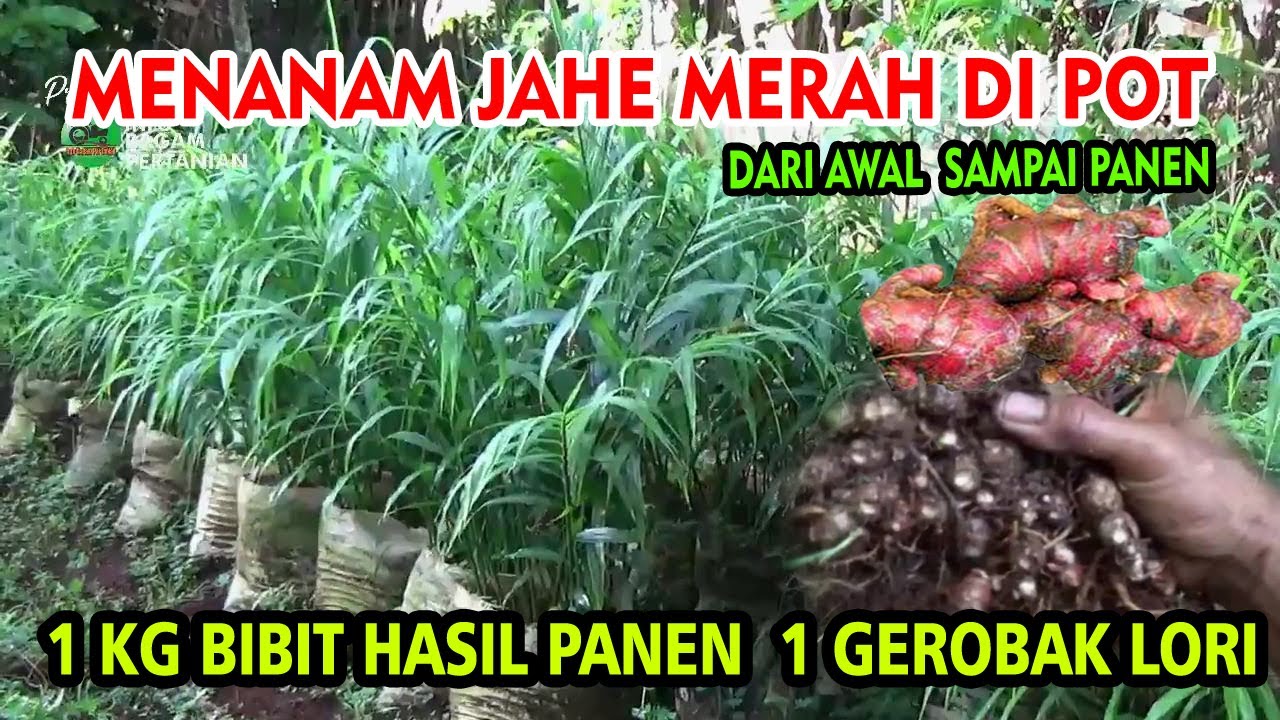 Cara Menanam Jahe Merah