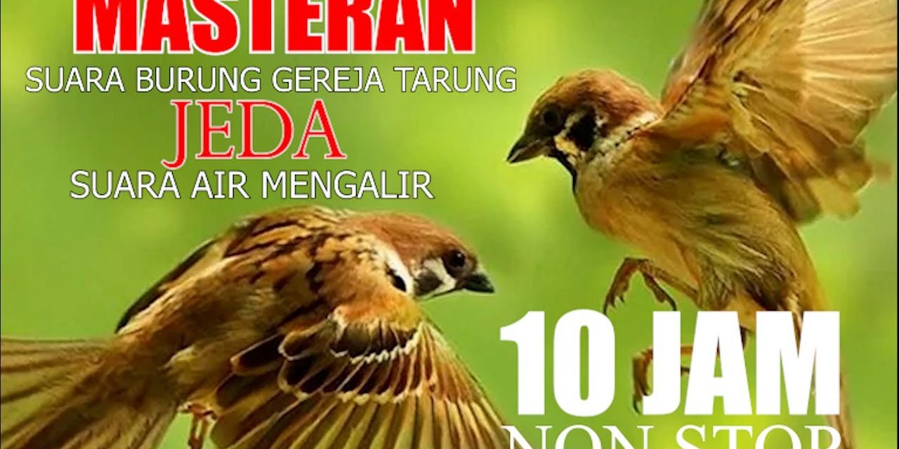 Fakta Unik Burung Gereja Yang Mudah Akrab Dengan Manusia