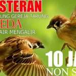 Fakta Unik Burung Gereja Yang Mudah Akrab Dengan Manusia