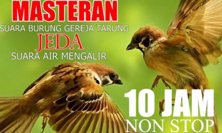 Fakta Unik Burung Gereja Yang Mudah Akrab Dengan Manusia