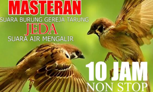 Fakta Unik Burung Gereja Yang Mudah Akrab Dengan Manusia