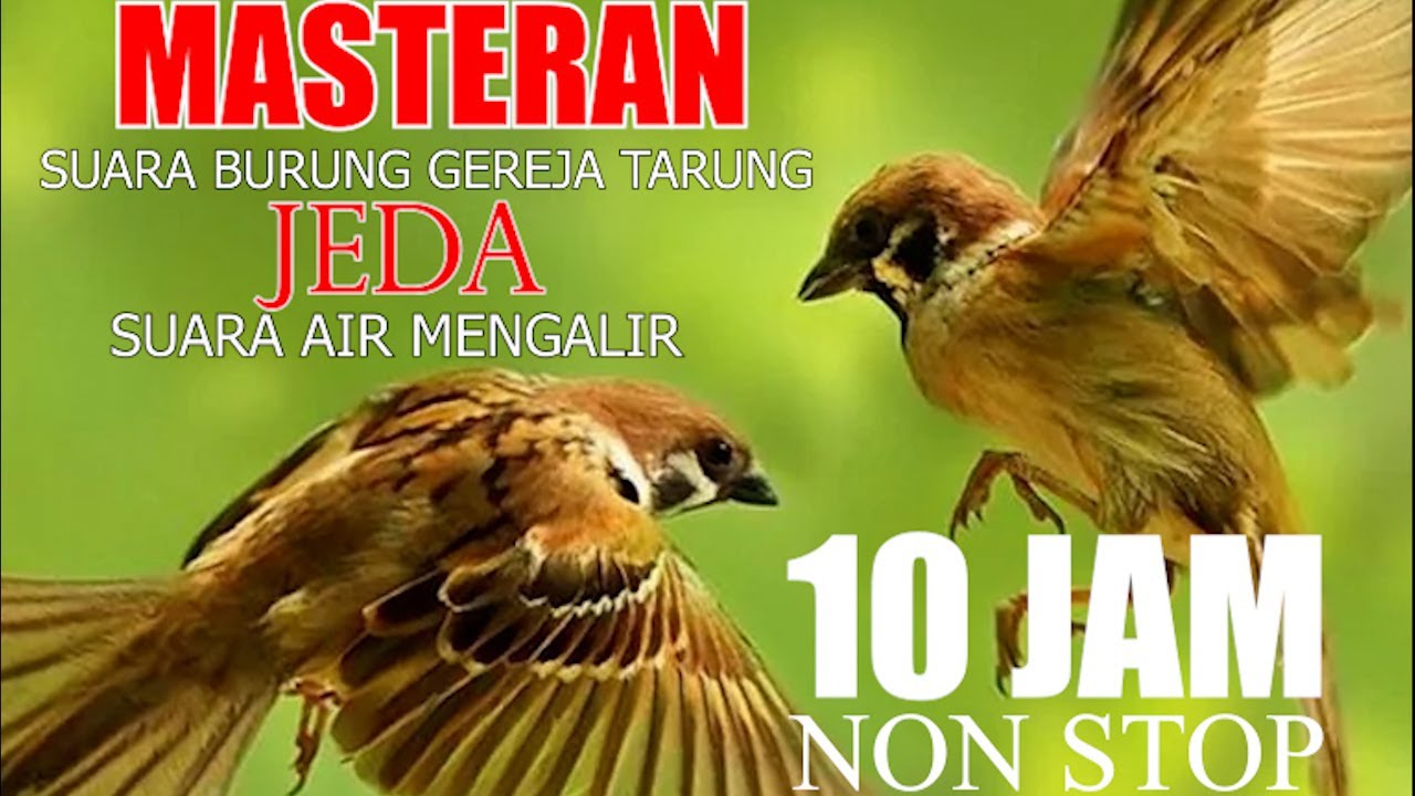 Fakta Unik Burung Gereja