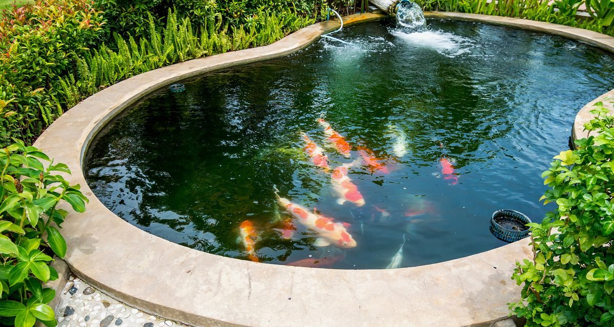 Solusi Alami Air Kolam Keruh: 5 Tanaman Air Bisa Membantu