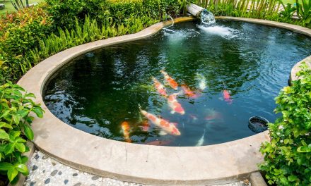 Solusi Alami Air Kolam Keruh: 5 Tanaman Air Bisa Membantu